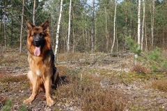 Kutyás képek