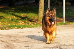 Kutyás képek