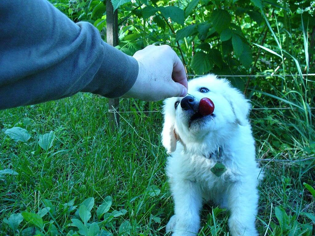Kuvasz kölyök