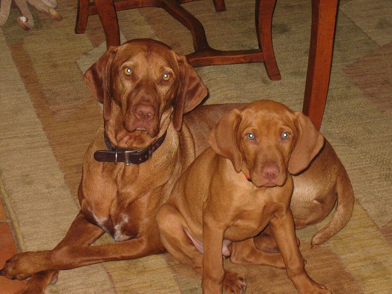 Rövidszőrű magyar vizsla