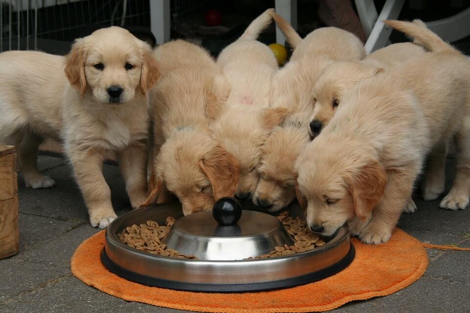 Kutyánk etetése: Golden retriever kölykök