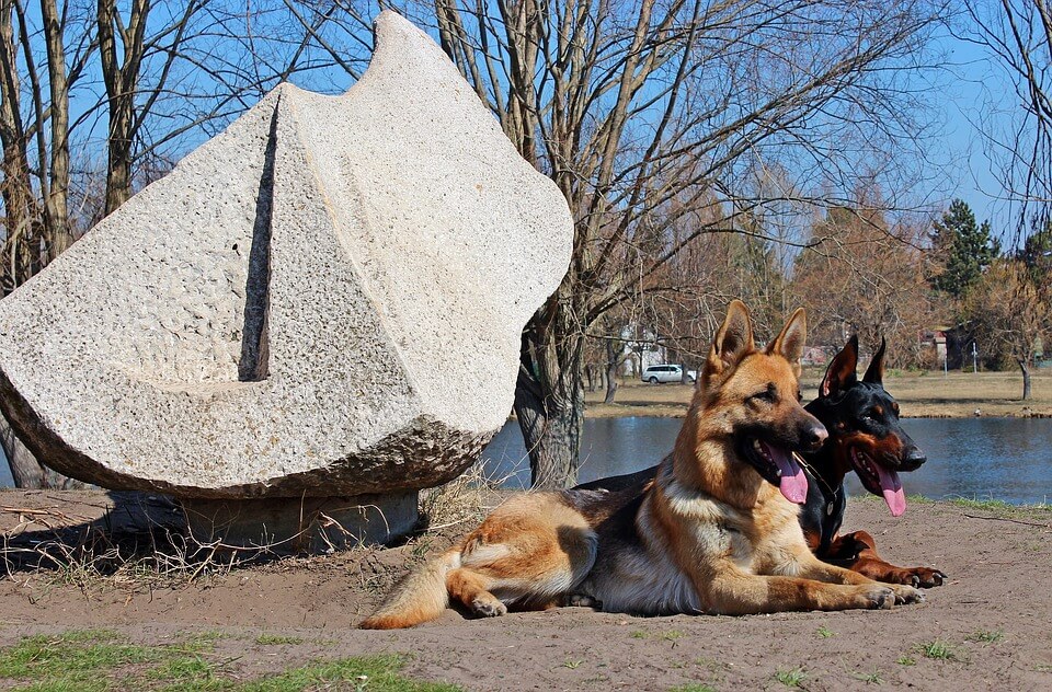 Munkakutyák - őrző-védő/szolgálati (rendőrségi: pl. tömegoszlató, drog- és robbanóanyagkereső) kutyák