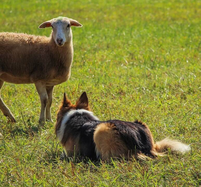 Munkakutyák-pásztor/juhászkutyák