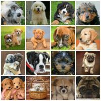 Legnépszerűbb kutyafajták
