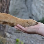Kutya és ember: a kötődés
