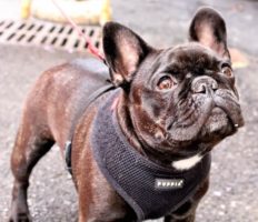 A francia bulldog nevének eredete és története