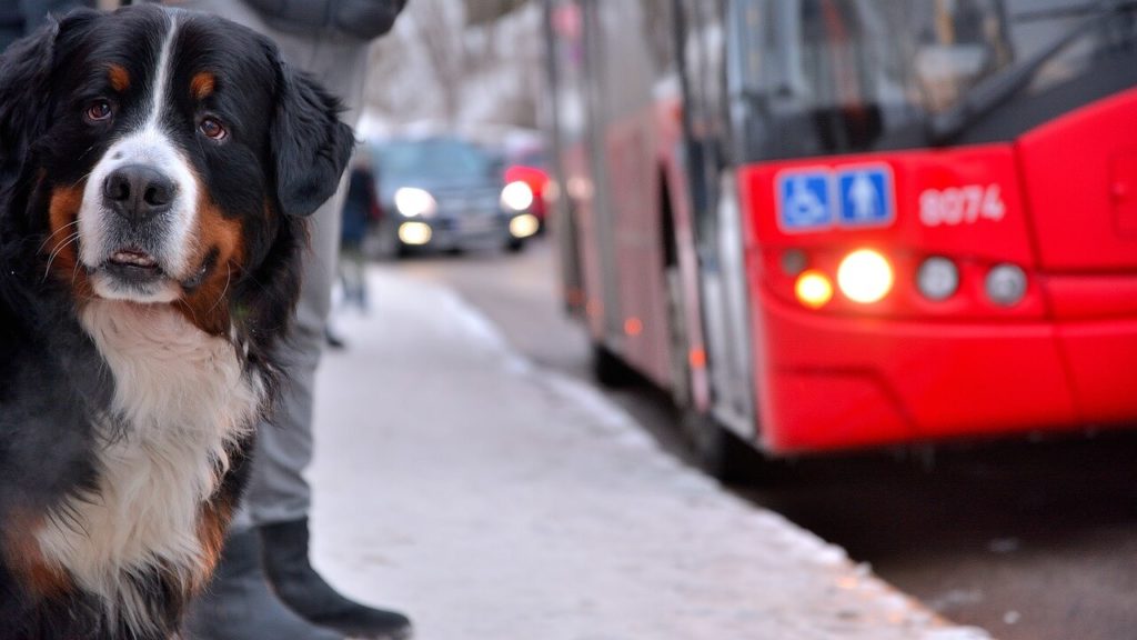 Kutya szállítása helyközi buszokkal