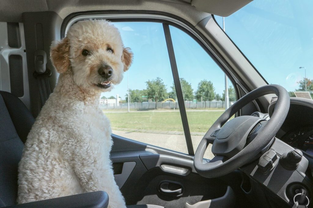 Kutya szállítása autóban
