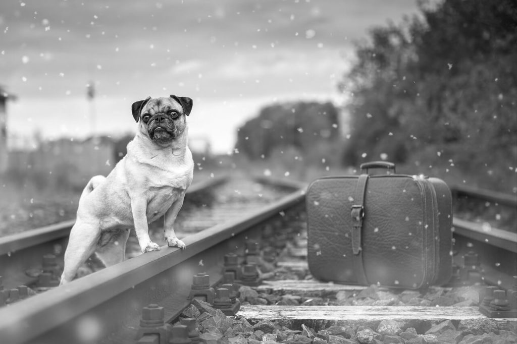 Kutya szállítása vonattal