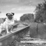 Kutya szállítása 4.  – vonattal