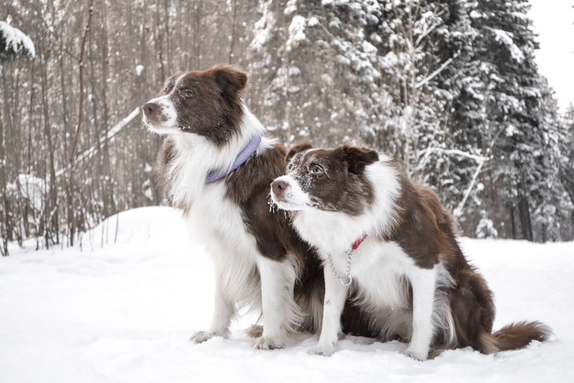 Border collie nevek