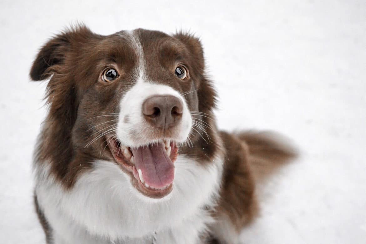 Border collie nevek