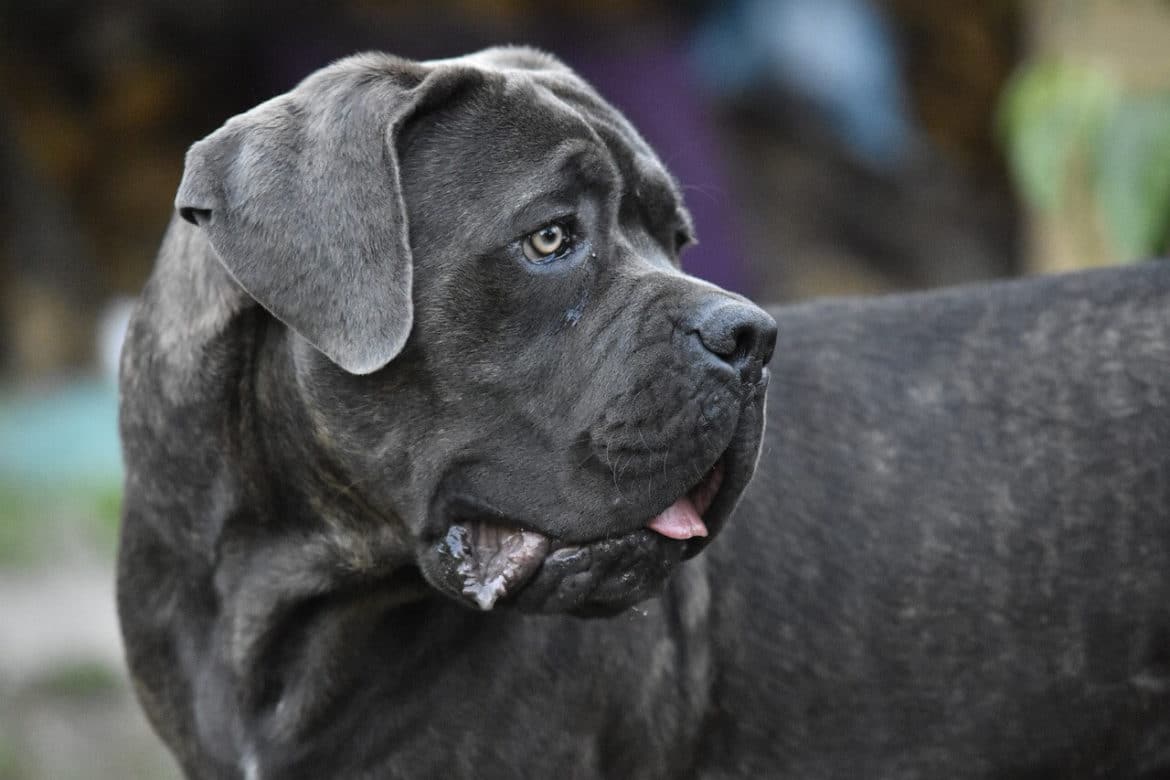 Cane corso nevek