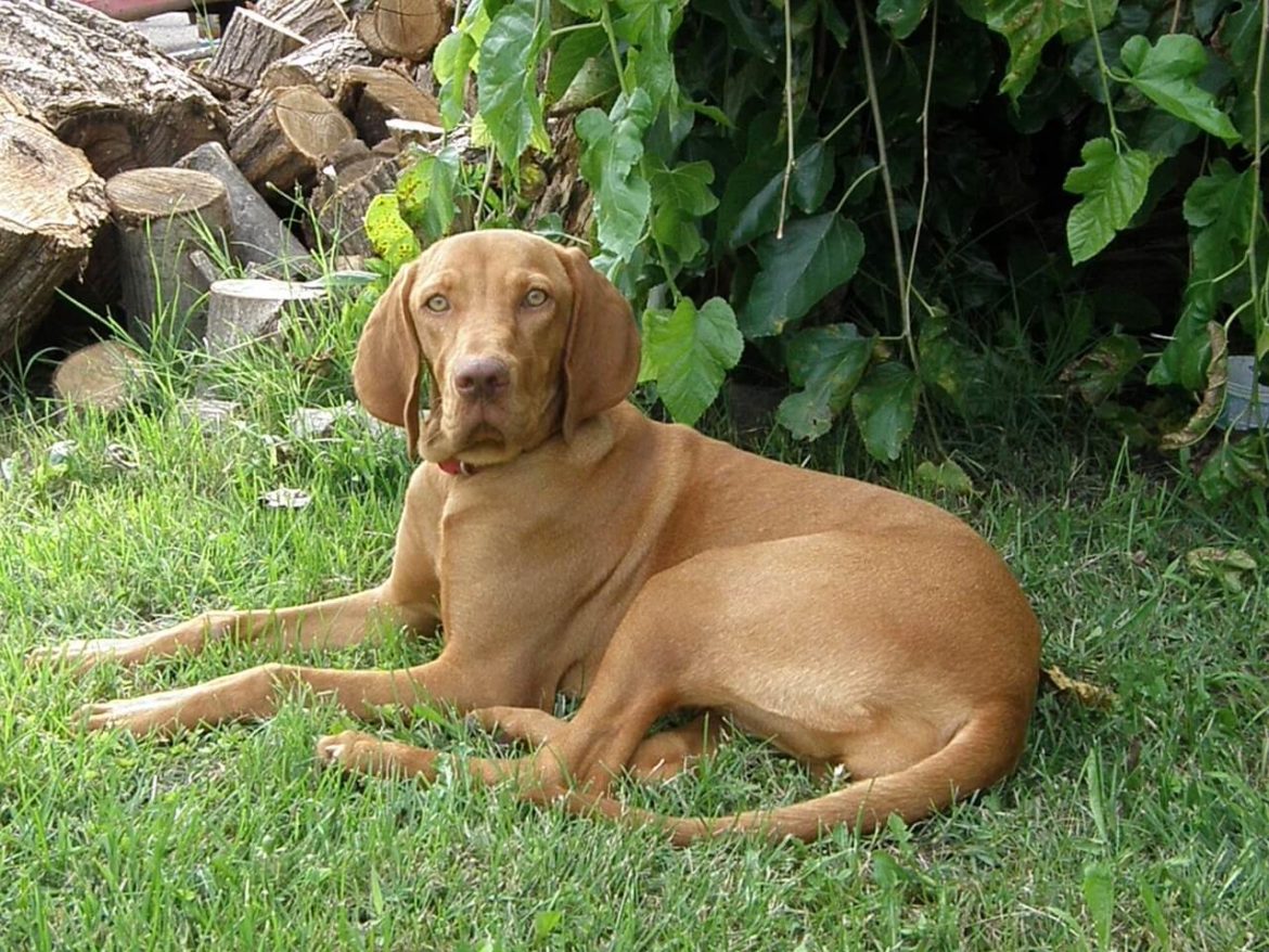 Vizsla nevek