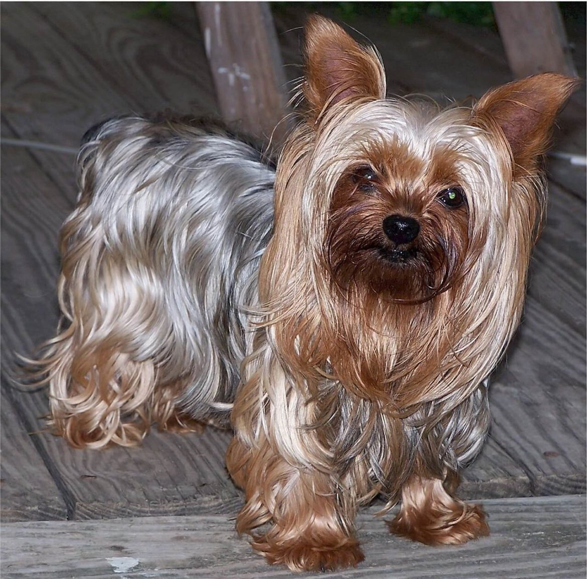 Yorki nevek
