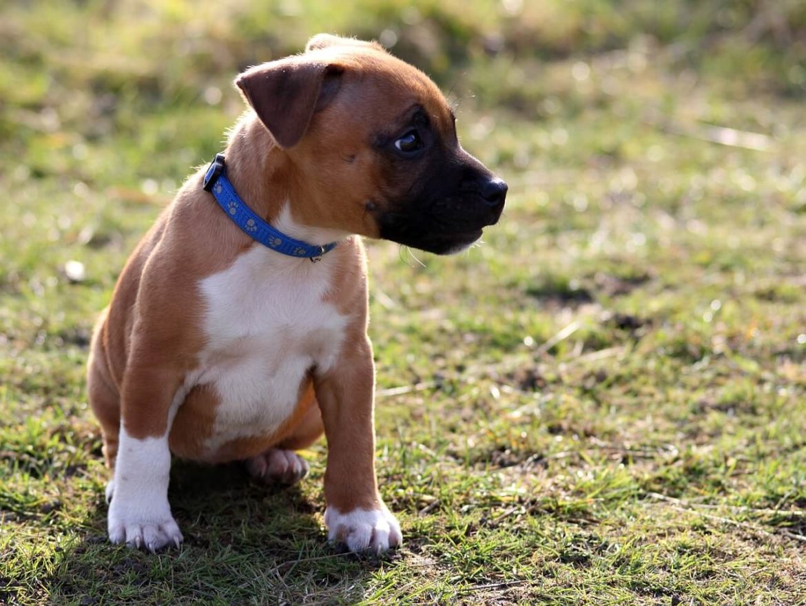 Amerikai staffordshire terrier nevek