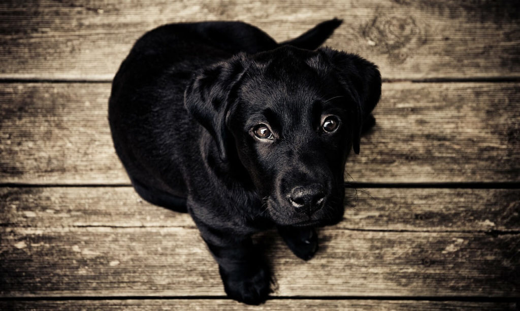 Fekete kutya, valóban kevesebb az örökbefogadás?
