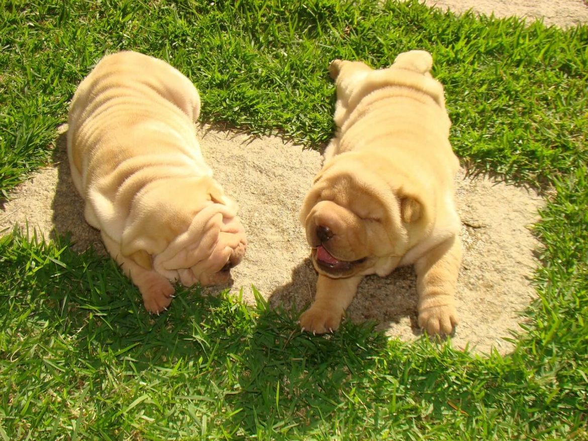 Sharpei kutya nevek