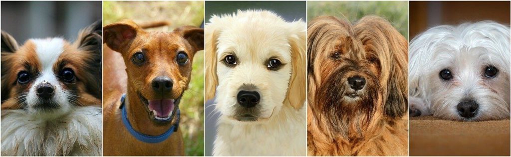 A legszebb kutyanevek, melyik illik hozzá a legjobban?