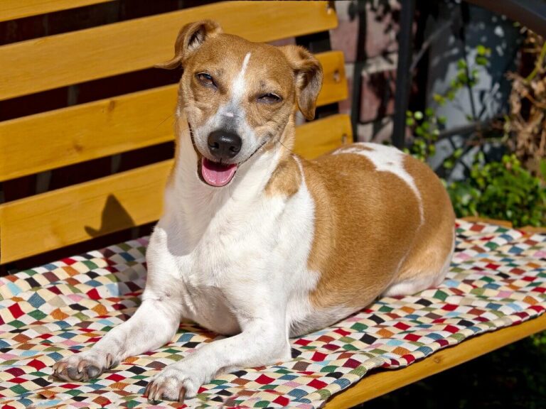 Jack Russel nevek