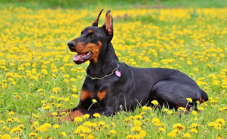 Dobermann kutya nevek