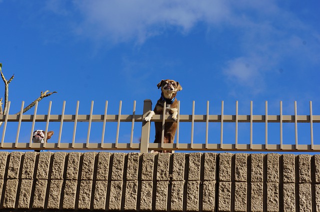 Kutya ugat a kerítés mögött