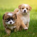 Kutyanevek kiválasztása: tippek és tanácsok