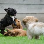 Divatos kutyanevek – Az öt legnépszerűbb név és azok eredete