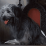 Híres kutyák – Bobbie