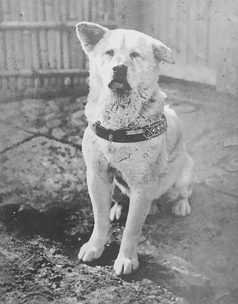 Híres kutyák: Hachiko