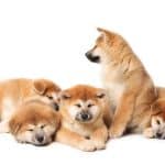 Japán kutyanevek és jelentésük