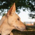 Spanyol kutyanevek és jelentésük