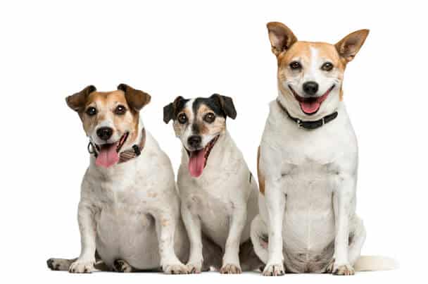 Az angol királyi udvar kutyanevei- A királyi kutyák elbűvölő világa