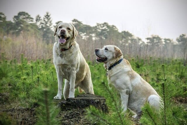 Az angol királyi udvar kutyanevei- A királyi kutyák elbűvölő világa
