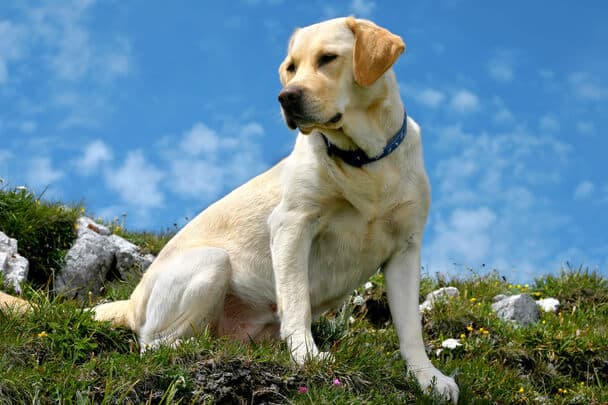 A Labrador nevének eredete és jelentése