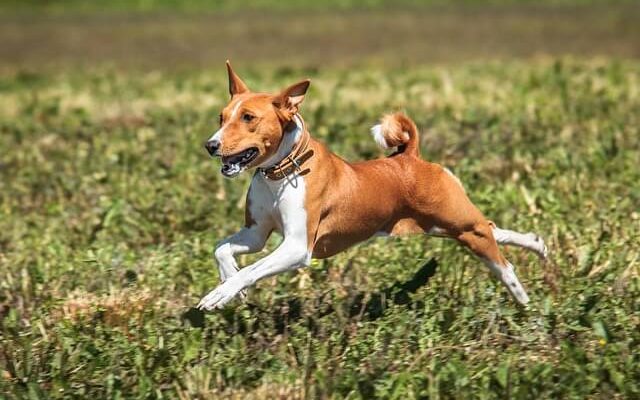 Basenji