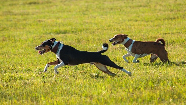 Basenji