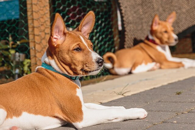 Basenji