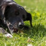 Miért eszik füvet a kutyád? – Tényleg csak a gyomorrontás miatt?