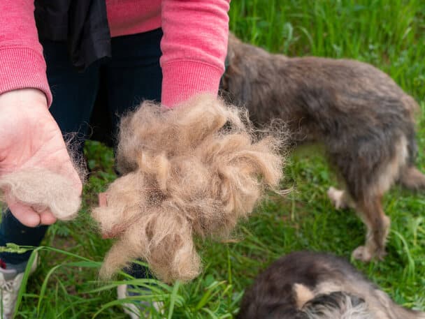 A túlzott kutya szőrhullás okai, kezelése és megelőzése