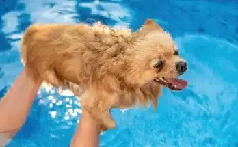 Mit tegyek, ha a kutyám fél a víztől?