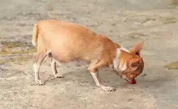 Álvemhesség kutyáknál: okok, tünetek és kezelés