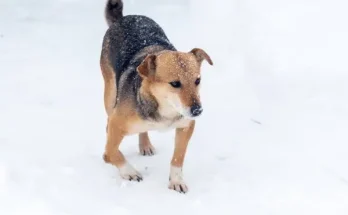 Mit tegyek, ha a kutya sántít?