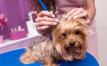 Kutya fülgyulladás (otitis externa): Amit minden gazdinak tudnia kell