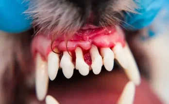 Kutya fogínygyulladás (gingivitis)