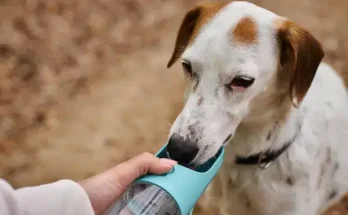 Mire figyeljünk nyáron? A kutyánk víz szükséglete is rendkívül fontos!