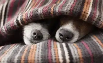 Kennel köhögés: Minden, amit tudnod kell kutyád védelme érdekében