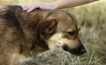 Miért húzzák be a kutyák a nyakukat és a fejüket simogatjuk?