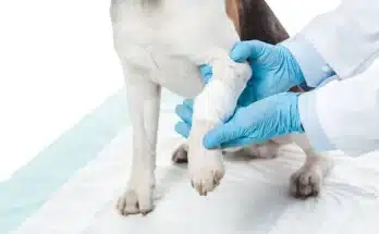 Kutya cukorbetegség tünetei, oka és kezelése