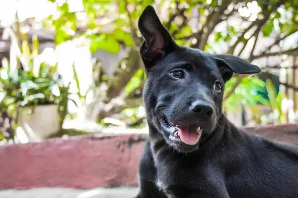 10 kutyafajta, amit kevesen ismernek, pedig fantasztikus társak